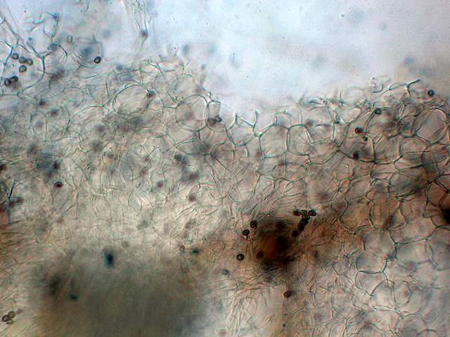 Psathyrella hirtosquamulosa   (Peck)   A. H. Smith